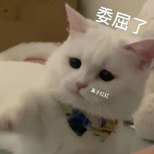 沙雕猫猫表情包气到炸毛