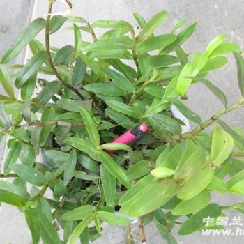 霍山铁皮石斛4年以上苗青杆和紫杆一盆50苗以上2