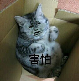 猫咪恶搞表情包