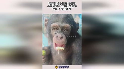饲养员给小猩猩吃榴莲,小猩猩想吐又敢吐的表情,比吃了屎还难受