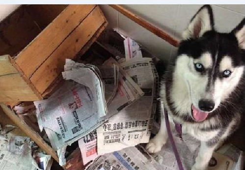 拆迁小分队or大型撕家现场感受到二哈主人浓浓的绝望了吗