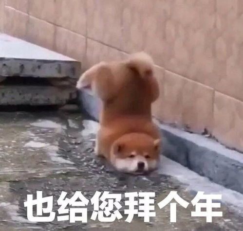 特别搞笑的表情包红包