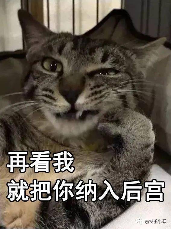 渣猫爱不爱表情包猫咪与渣女表情包真是绝配啊