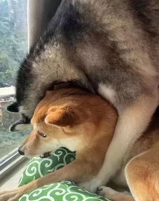 哈士奇遇上柴犬,没想到居然还有二哈带不偏的狗