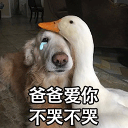 表情包鸭鸭傲娇对不起,可爱真的能为所欲为