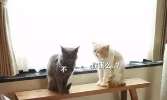 抓紧一切机会用来闭目养神,这样沉迷瞌睡的小猫咪真的太努力了