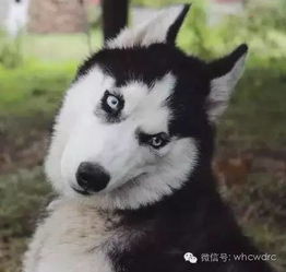 二哈搞笑表情包二哈