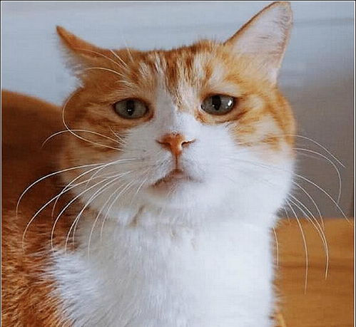 橘猫犯错屡教不改,主人狠心将它和鸭子关一起,隔天去看时傻眼了