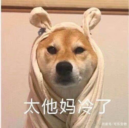年度最搞笑的狗狗表情包都在这里了,看到这么傻的狗子,你笑了吗