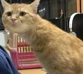 一组猫咪的情侣头像,够沙雕