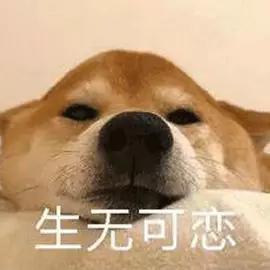 你不知道失眠的滋味,汪星人也尝过