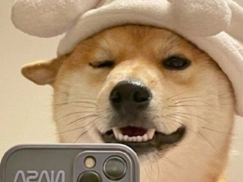 二哈柴犬卡通头像壁纸