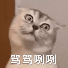 猫咪动态表情包无字