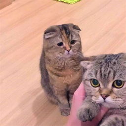 猫咪见铲屎官爱抚其他猫咪,躲墙角看着主人,醋意大发没法哄