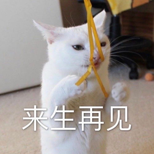 小黄脸熊猫头小猫咪让人开心的就是好表情包
