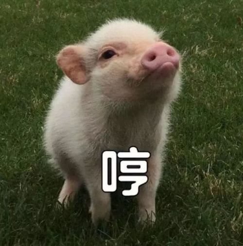 猪的表情包搞笑图片头像