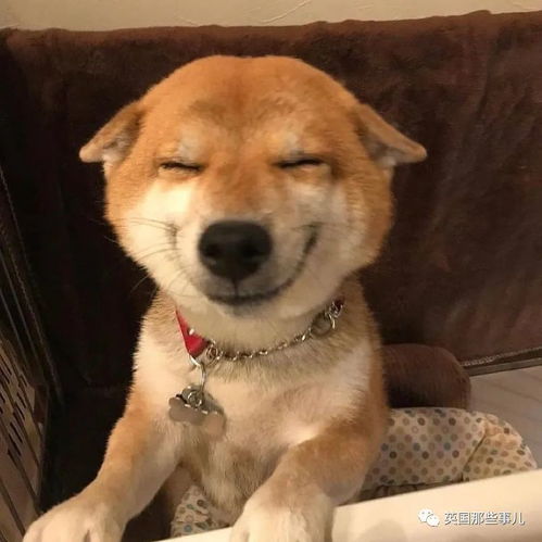 没有什么吸柴犬解决不了的烦恼,如果有,那就多吸几口