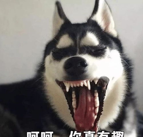 男主给哈士奇剪造型,二哈被人嘲笑秃驴,第二天看到这幕不淡定了