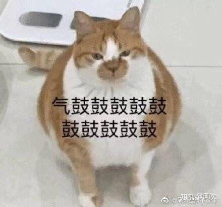 有哪些非常搞笑的动物表情包