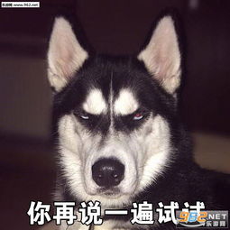 活着不好吗二哈搞笑表情图片那你很棒棒哦哈士奇带字表情包下载乐游网游戏下载