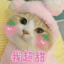 萌猫有趣表情包,我带着可爱和萌萌哒,日常打卡来了