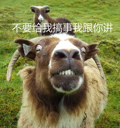 怎么养一只羊当宠物