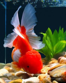 风生水起水族馆20121123171733r8xct.thumb.6000图片益阳宠物