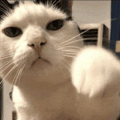 猫咪可爱表情包动态罗文姬表情包表情包沙雕表情包大全