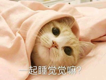 猫咪指人表情包指人猫咪表情