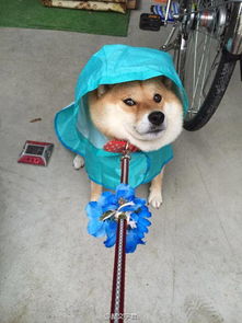 求一张秋田犬的图片,被主人拉着绳子蹲在地上坚决不肯走的搞笑图片