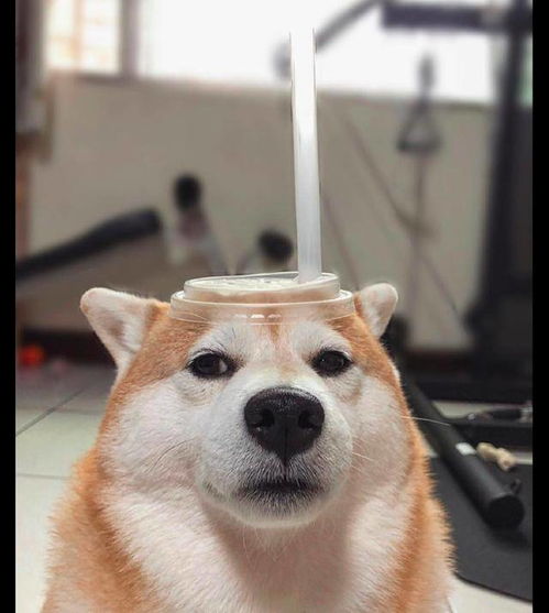 主人让柴犬角色扮演,变成一杯珍珠奶茶,狗你是不是以为很幽默