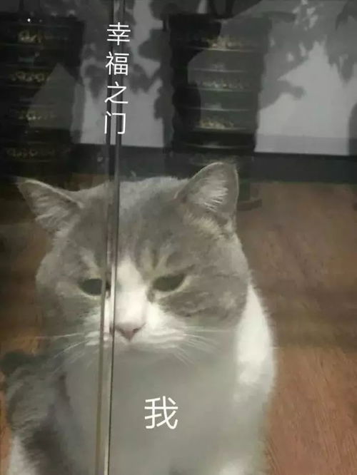 睡觉表情包配字搞笑爱猫