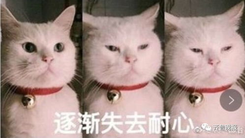 猫咪搞笑表情包亲妈