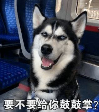 继人脸猴之后,天津动物园的狮子又火了网友这是被哈士奇附身了