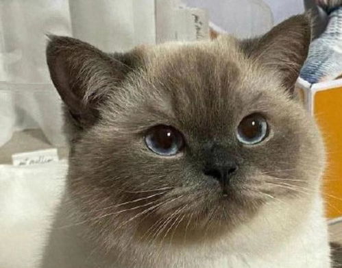 老祖宗劝告这几种猫咪不吉利,不要轻易带回家