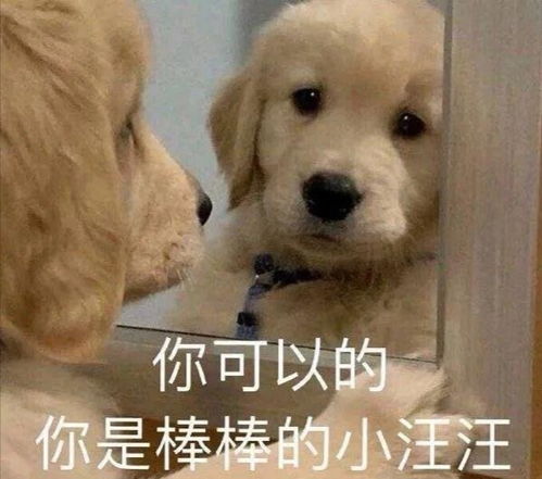 沙雕表情包大全搞笑狗狗