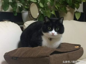 猫咪第一次看到会动的按摩靠垫表情完全傻了这怪物到底是什么