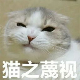 重金悬赏寻猫,猫找到了,酬金却不想给