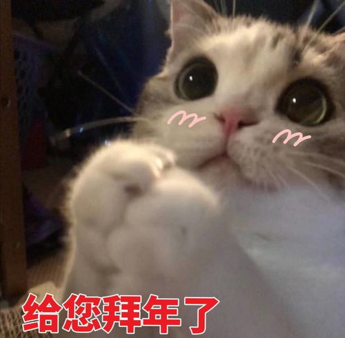 推荐一波中国春节要红包好玩的表情包