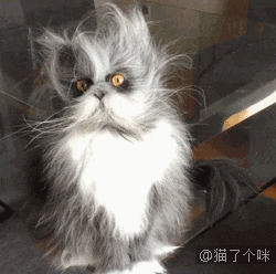猫咪被名模抱着上了秀台,原来猫咪是奢侈品,这次真的颤抖了