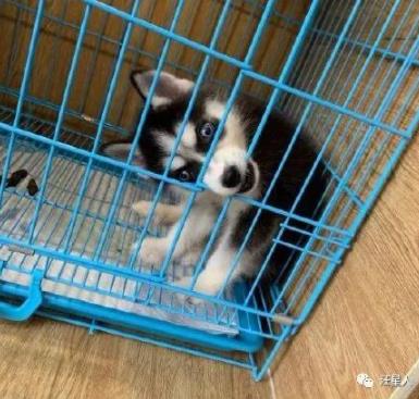 网友想领养只哈士奇回家,可看到柴犬和二哈的区别后,她瞬间就后悔了