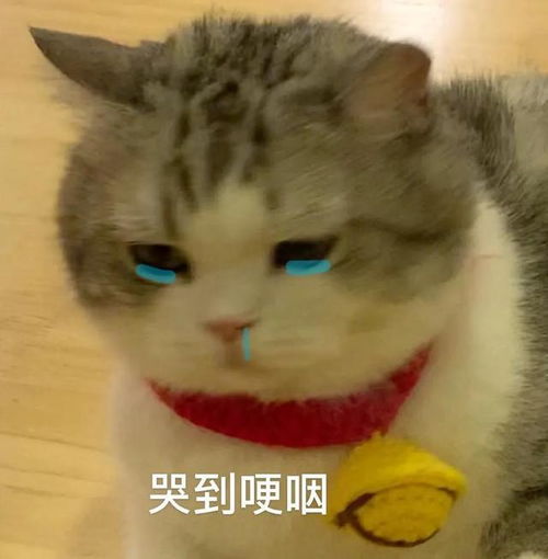 失眠的搞笑表情包可爱猫咪