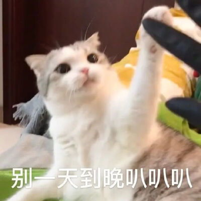 表情包可爱搞笑搞笑