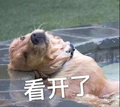 睡觉表情包搞笑沙雕