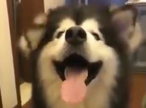 狗狗抖音合集,节奏超准,萌萌哒