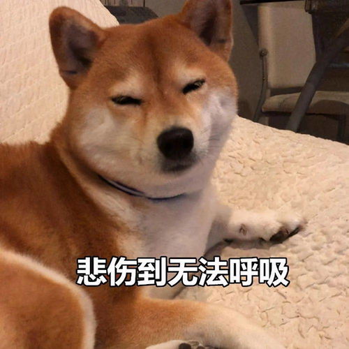 养狗后,你会发现这12个神奇的现象