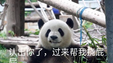 搞笑熊猫表情包高文君