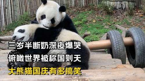 三岁半断奶深夜爆哭,俯瞰世界被称国则天,大熊猫国庆有多搞笑