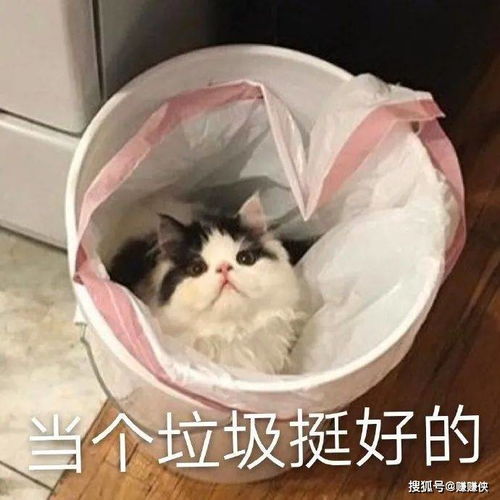 搞笑表情包图片狗狗祟祟,我不吃,我就看看
