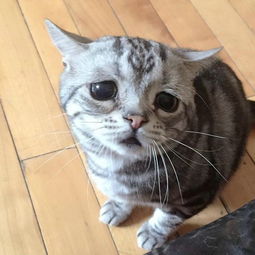 委屈猫成网络萌宠新贵可怜眼神萌化网民